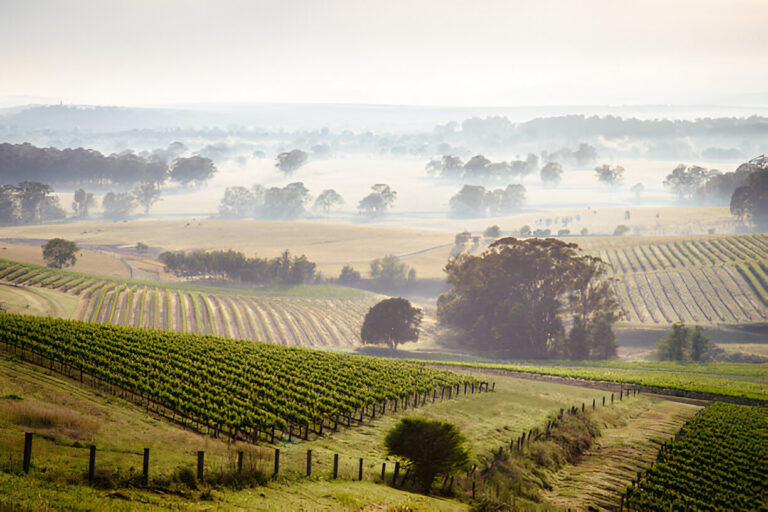 Crafting Harmony: Embracing Nature’s Rhythms for Pest Control in Hunter Valley Crafting Harmony: Embracing Nature's Rhythms for Pest Control in Hunter Valley