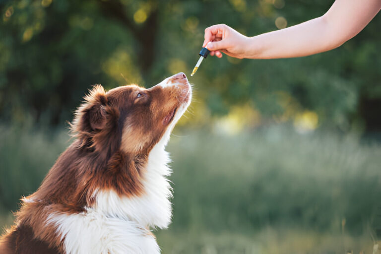 Understanding the Benefits of CBD Treats for Dogs