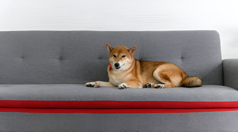 Dog Couches For Sale