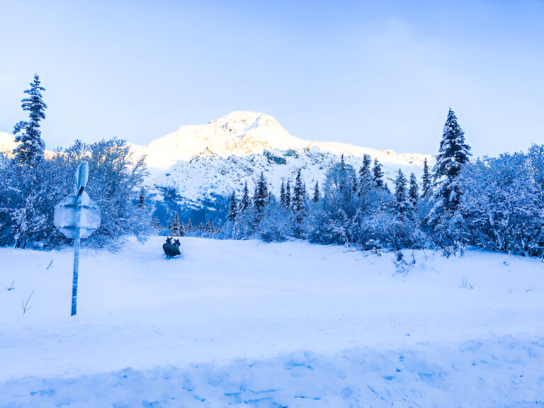 Discover the Best Winter Excursions in the Alaskan Wilderness Winter Excursions in the Alaskan Wilderness