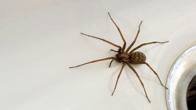 Common Myths About Spiders Debunked Common Myths About Spiders Debunked